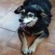 Choosing The Right Breed of Dog for Home Security Purposes Choosing The Right Breed of Dog for Home Security Purposes